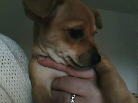 Blanding af racer Gucci billede 3