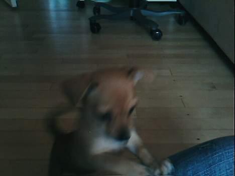 Blanding af racer Gucci billede 5