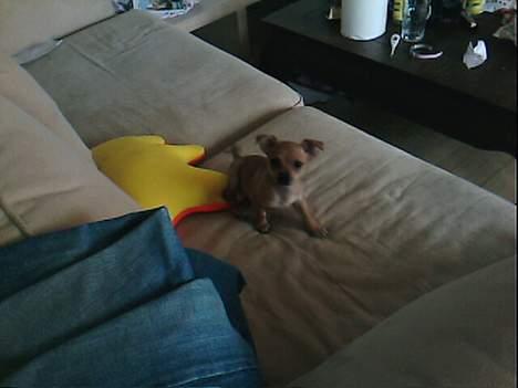 Blanding af racer Gucci billede 6