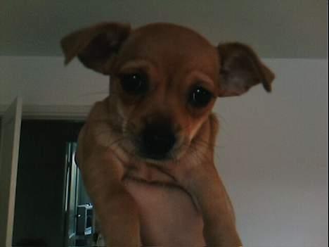 Blanding af racer Gucci billede 7