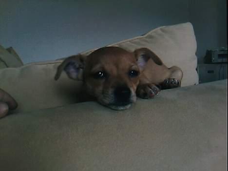 Blanding af racer Gucci billede 8