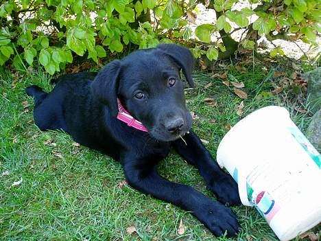 Labrador retriever Mille - Her er mig og min spand sørme igen.. billede 14