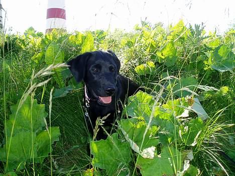 Labrador retriever Mille - Jeg leger gemmeleg i det høje græs.. billede 15