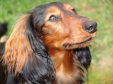 Gravhund Lauritz - "Kong" Lauritz billede 1