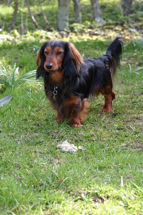 Gravhund Lauritz - "Vagthunden" billede 2