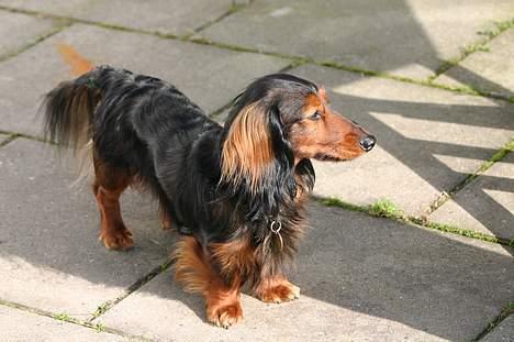 Gravhund Lauritz - Farmand passer hvalpe billede 3