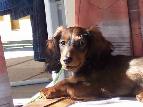 Gravhund Lauritz - 7 mdr. gammel og fræk som en slagterhund billede 4