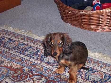 Gravhund Lauritz - 4 mdr. gammel og våd billede 5