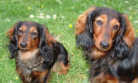 Gravhund Lauritz - Lauritz med kærsten Emma billede 6