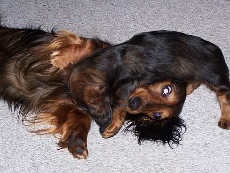 Gravhund Lauritz - Far og søn billede 7