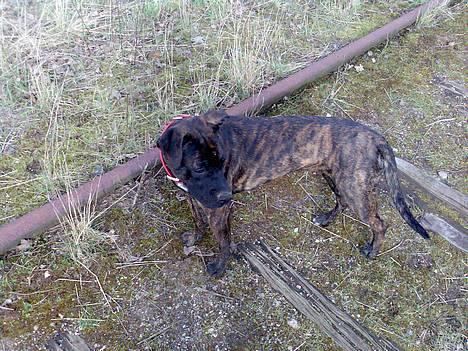 Blanding af racer Saszha(Har fået nyt hjem) - Ved og være en stor pige.. billede 19