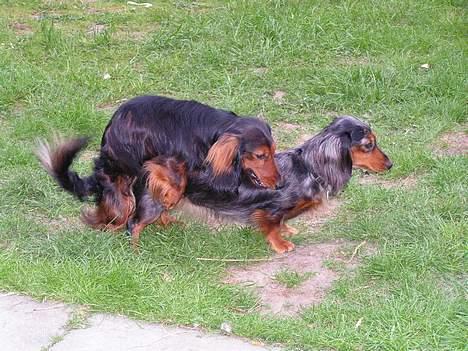 Gravhund Lauritz - Andet kuld bliver til billede 9