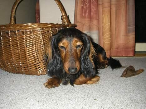 Gravhund Lauritz - Nybagt far billede 10