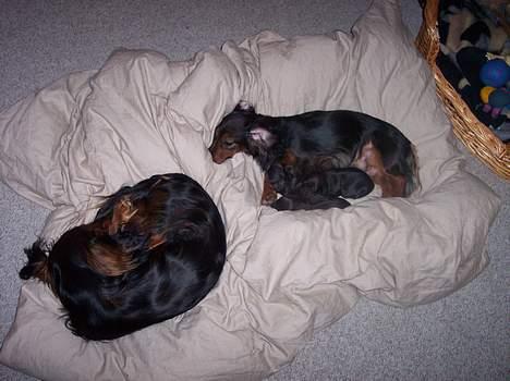 Gravhund Lauritz - Familien er samlet efter fødselen billede 11