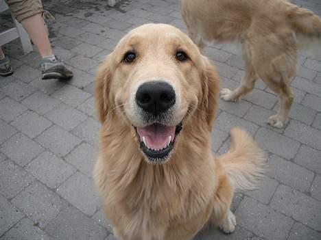 Golden retriever Athene billede 1