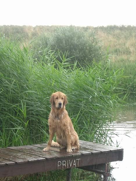 Golden retriever Athene billede 2
