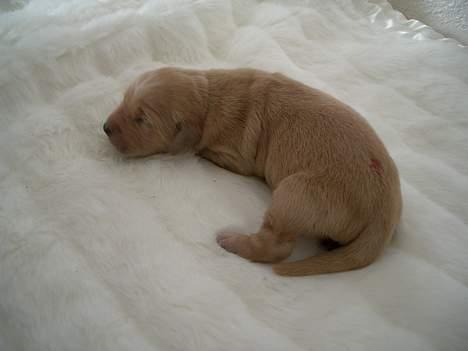 Golden retriever Athene billede 3