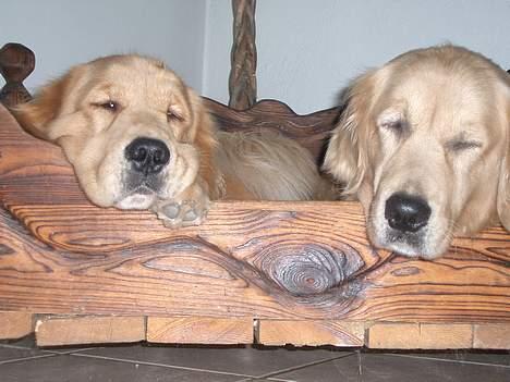 Golden retriever Athene billede 4