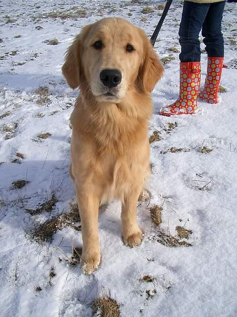 Golden retriever Athene billede 5