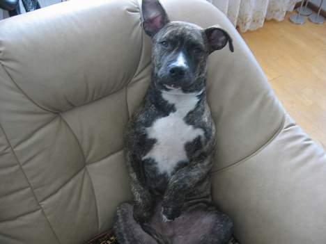 Amerikansk staffordshire terrier -Snoop- billede 16