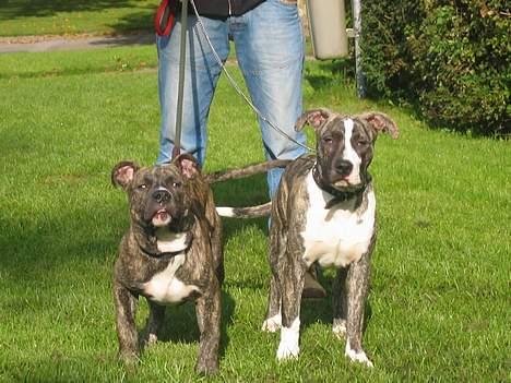 Amerikansk staffordshire terrier -Snoop- billede 17