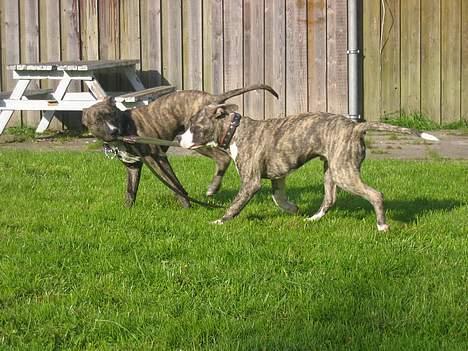 Amerikansk staffordshire terrier -Snoop- billede 18