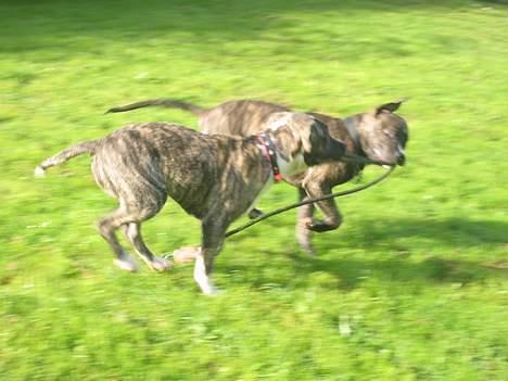 Amerikansk staffordshire terrier -Snoop- billede 19