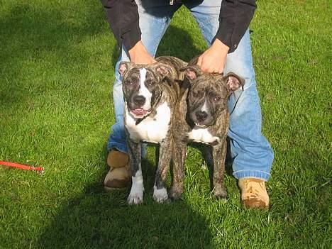 Amerikansk staffordshire terrier -Snoop- billede 20