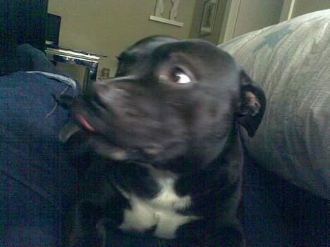 Staffordshire bull terrier Deca billede 1