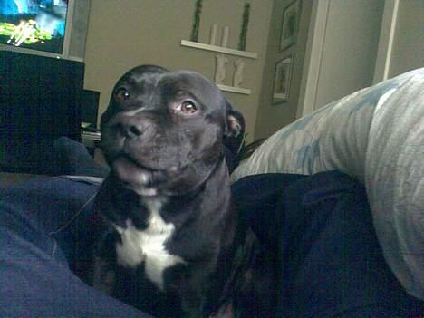 Staffordshire bull terrier Deca billede 2