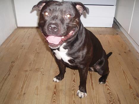 Staffordshire bull terrier Deca billede 4