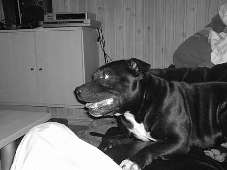 Staffordshire bull terrier Deca billede 5