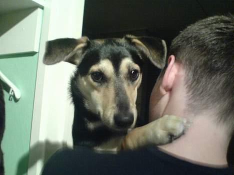 Blanding af racer Molly - aah aah far billede 5