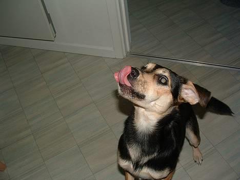 Blanding af racer Molly - der sad lige noget på snuden billede 6