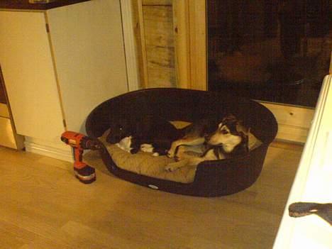 Blanding af racer Molly - Her ligger jeg putter med min gode ven Dolf billede 8