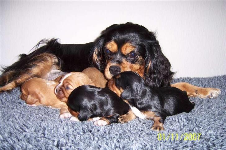 Cavalier king charles spaniel Carmen - En stolt Carmen.  billede 1