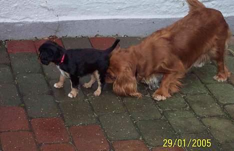 Cavalier king charles spaniel Carmen - Carmen bydes velkommen til sit nye hjem af Asta billede 2