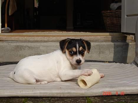 Dansk svensk gaardhund Awesome Joey - Mit lækre kødben billede 11