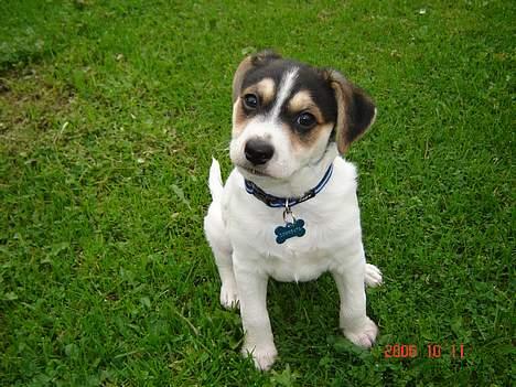 Dansk svensk gaardhund Awesome Joey - Så uskyldig jeg kan se ud;) billede 12
