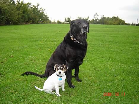 Dansk svensk gaardhund Awesome Joey - Min "Onkel" Nuser og jeg billede 13