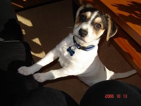 Dansk svensk gaardhund Awesome Joey - Jeg vil også op i sofaen billede 14