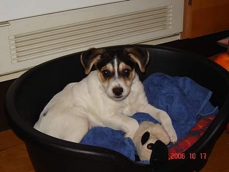 Dansk svensk gaardhund Awesome Joey - Så stor er jeg blevet - 8 uger billede 15