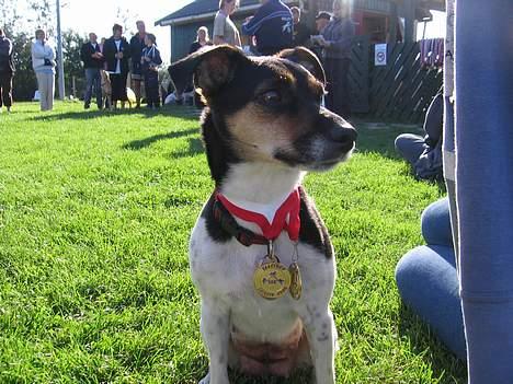 Dansk svensk gaardhund Awesome Spunk - 2 guldmedaljer til vores første konkurrence - er jeg lige sej?!? billede 14