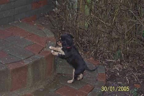 Cavalier king charles spaniel Carmen - Den trappe er lige stor nok. billede 3