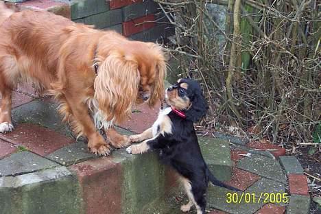 Cavalier king charles spaniel Carmen - Hjælp mig lige op Asta billede 4