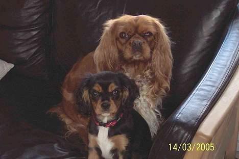 Cavalier king charles spaniel Carmen - Vi kan se rigtig søde ud. billede 5