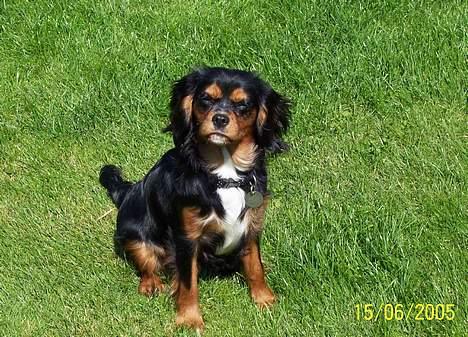 Cavalier king charles spaniel Carmen billede 6