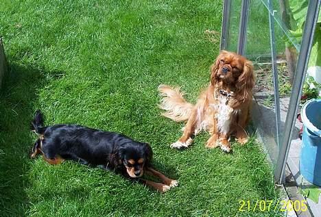 Cavalier king charles spaniel Carmen - Vi tager lige en slapper! billede 7