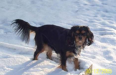 Cavalier king charles spaniel Carmen - Sne er skønt. billede 8