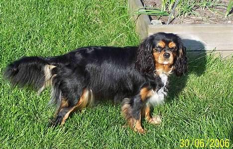 Cavalier king charles spaniel Carmen - Hvor er mine solbriller? billede 9